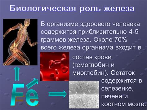 Влияние пониженного уровня железа на организм