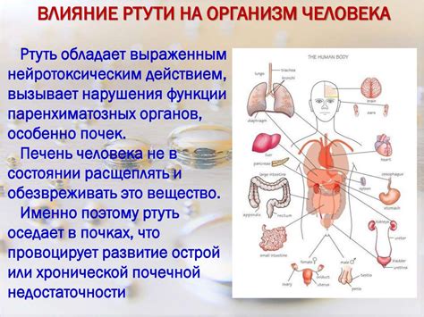 Влияние ртути на здоровье