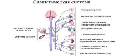 Влияние симпатической нервной системы