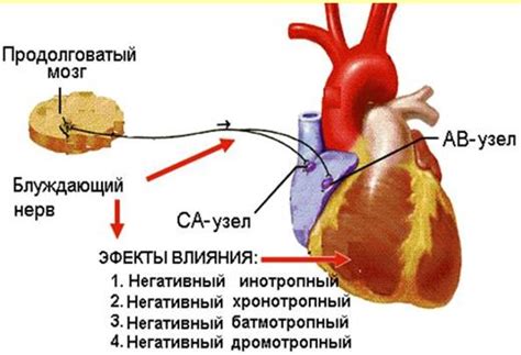 Влияние слезного нерва