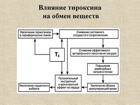 Влияние тироксина на обмен веществ