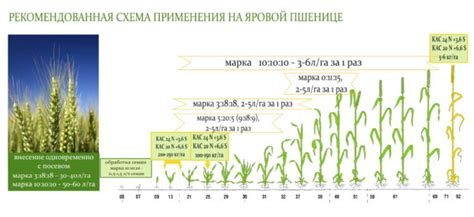 Влияние условий на время роста пшеницы