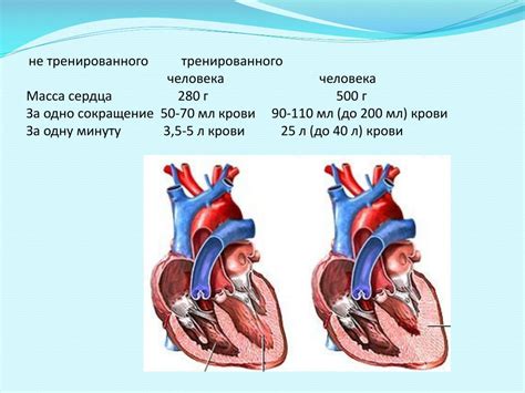 Влияние физической активности на сердечно-сосудистую систему