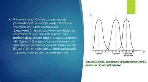 Влияние pH на скорость процесса