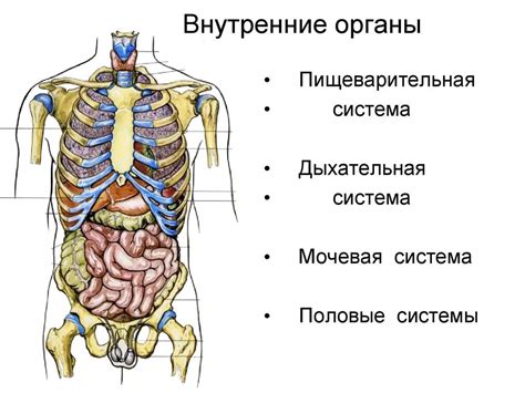 Внутреннее строение