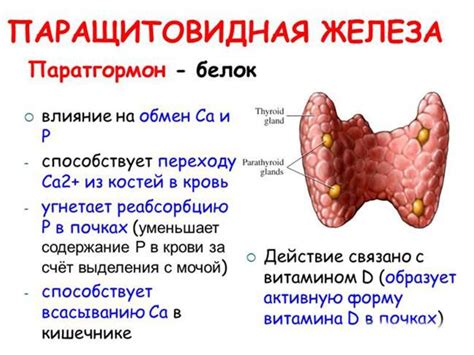 Внутренняя секреция: гормоны, синтез и функции