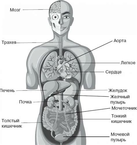 Внутренняя структура