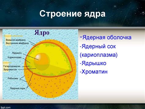 Внутренняя структура ядра