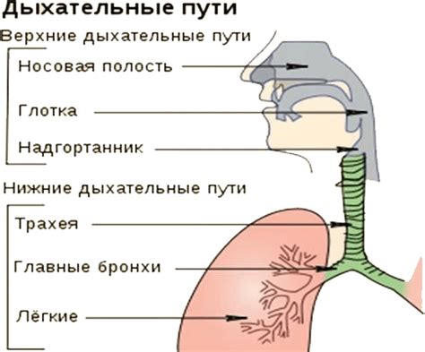 Воздействие внешних веществ на дыхательные пути