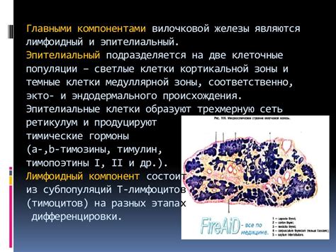 Воздействие внешних факторов на секрецию вилочковой железы