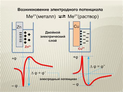 Возникновение электродного потенциала