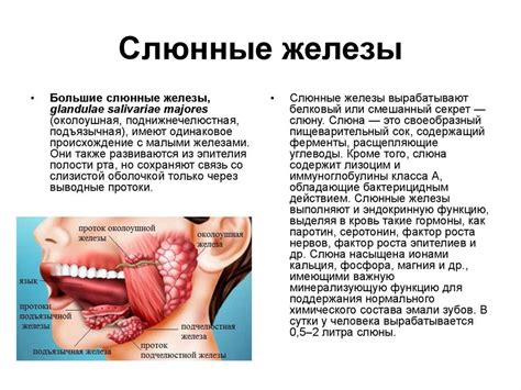 Воспаление подчелюстной слюнной железы: причины, симптомы, лечение