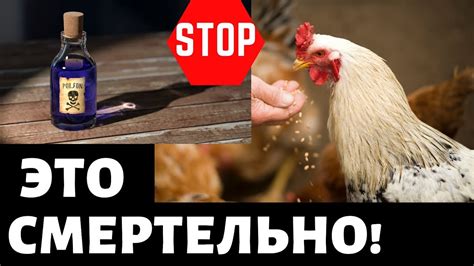 Вредные для кур продукты - что нельзя кормить