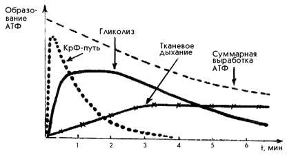 Время, необходимое для роста тростника