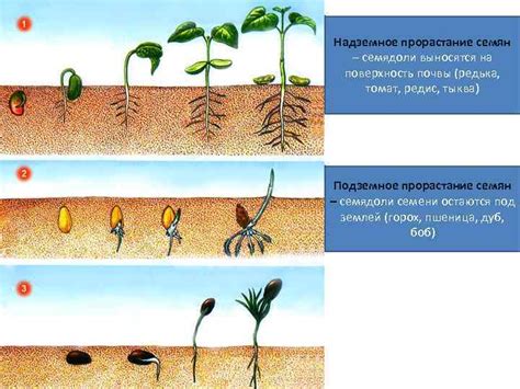 Время роста дерна