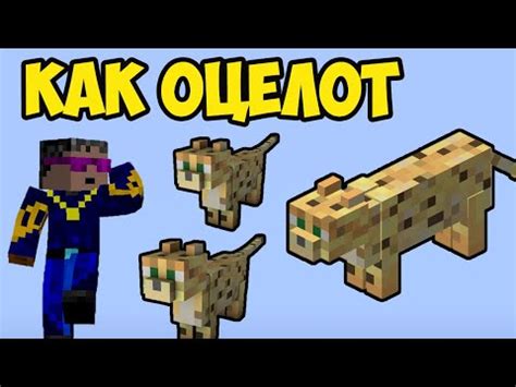 Выбор имени для кота в Minecraft