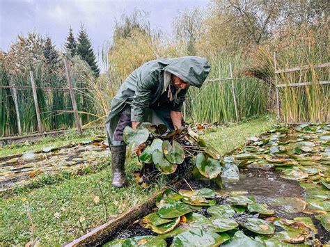 Выбор и подготовка места для размножения кувшинок