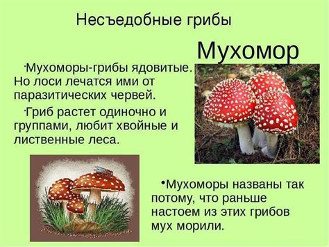 Выбор места для постройки мухомора