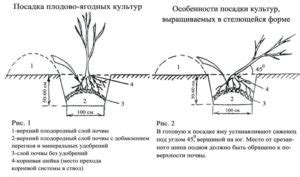 Выбор места и подготовка грунта