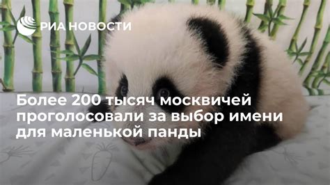 Выбор подходящего места для панды