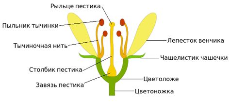 Выбор цвета и размера цветка