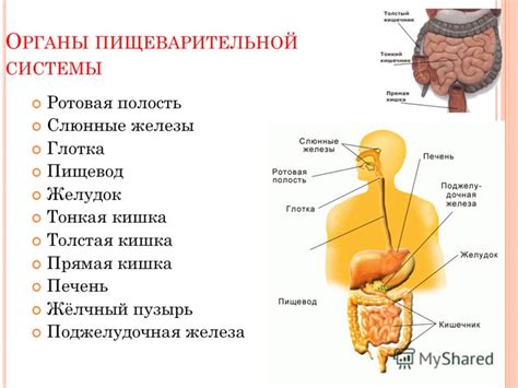 Выводы о важности пищеварительной железы для нормальной работы организма