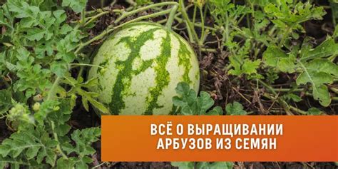 Выращивание арбузов из семян