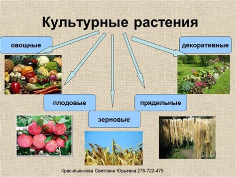 Выращивание и использование клеточной культуры для получения ресурсов