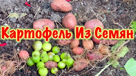 Выращивание картофеля из семян