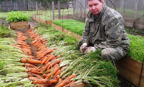 Выращивание моркови и картофеля для получения цветочной пыльцы