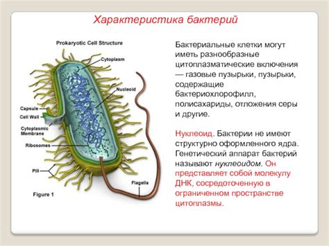 Газовые включения и пузырьки