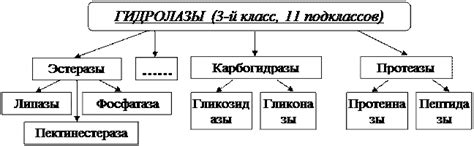 Гидролазы и их значимость для организма