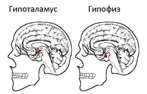 Гипофиз: связь с гипоталамусом и контроль гормонального баланса