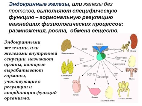 Гипофиз: управление другими эндокринными железами и ростом организма