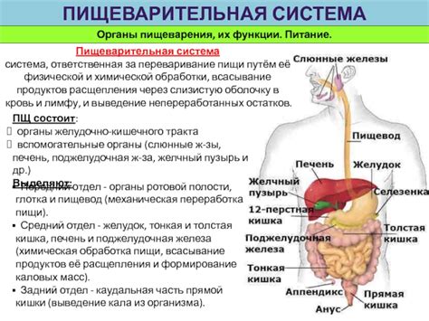 Главные компоненты пищеварительной железы