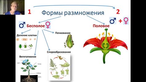 Гонады: размножение, половое созревание и регуляция гормонального баланса