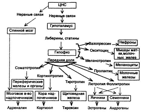 Гормональная регуляция организма