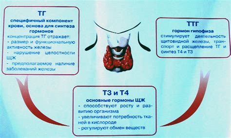 Гормональное управление щитовидной железы