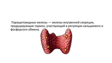 Гормоны, вырабатываемые паращитовидной железой