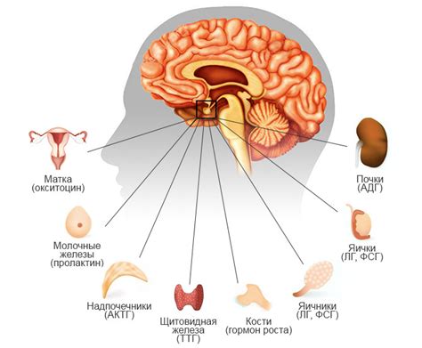 Гормоны гипофиза
