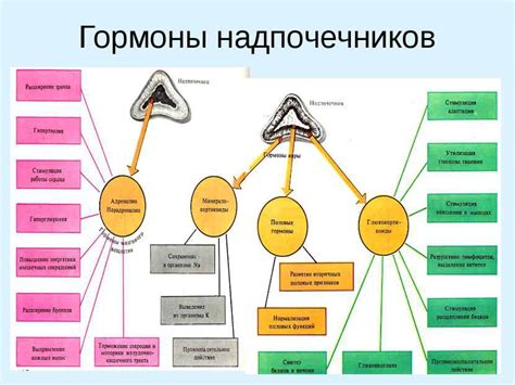 Гормоны надпочечников