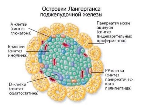 Гормоны поджелудочной железы