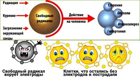 Действие антиоксидантов