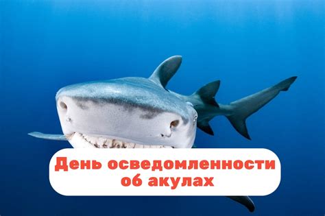 День акул 14 июля: зачем он был создан и что важно знать об акулах?