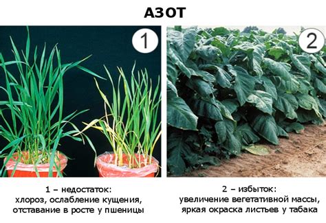 Дефицит или избыток металлов: последствия и профилактика