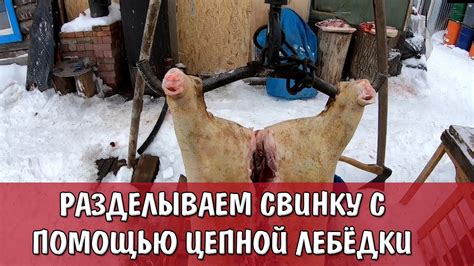 Добываем яблоко с помощью свиньи