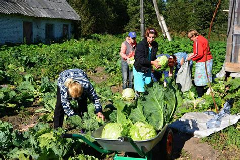 Добыча ресурсов и сбор урожая