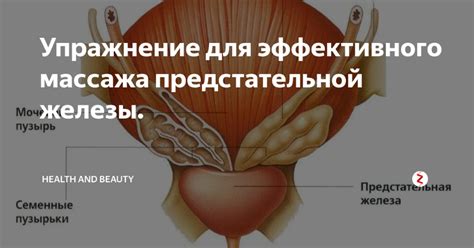 Ежедневные упражнения для предстательной железы