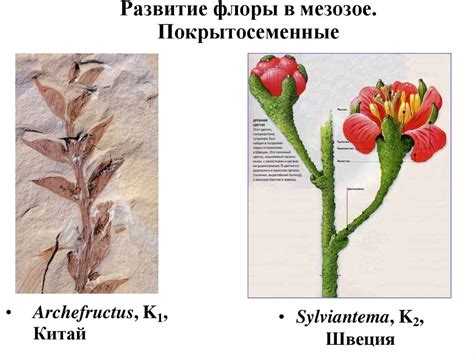 Естественное развитие флоры