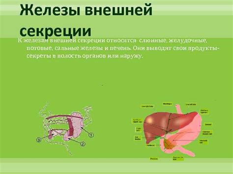 Железы внешней секреции органов человека принадлежат